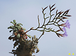 limonium minutum